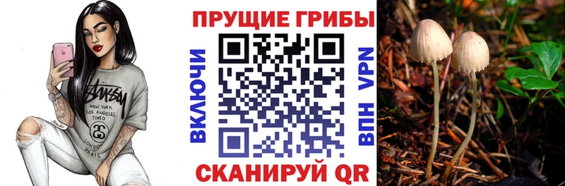 Псилоцибиновые грибы Psilocybine cubensis  Афипский 
